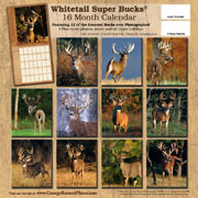 Whitetail deer pictures