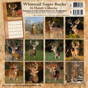 Whitetail deer pictures