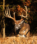 Whitetail Deer Picture