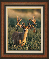 To Order This Print, e-mail George Barnett