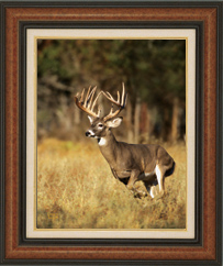 To Order This Print, e-mail George Barnett