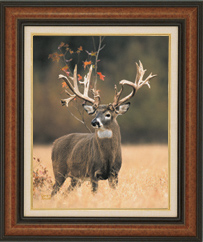 To Order This Print, e-mail George Barnett