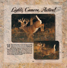 Great Action Photos of Whitetail Deer