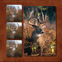 Pictures of Giant Whitetail Bucks