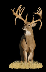 Full Size Wall Graphics, prints and Cutouts