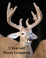 2 Year old Moses Grandson