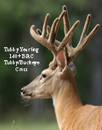 140 Class Yearling