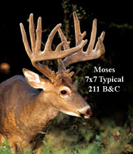 Moses 211 Typical BC