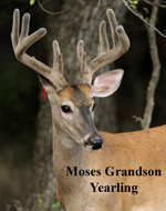 Yearling Moses Grandson