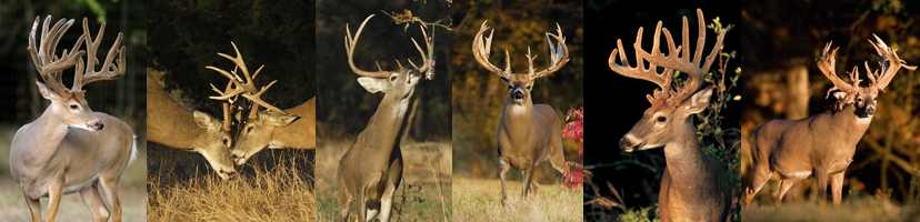 Home of The Whitetail Super Bucks Calendar