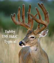 Texas Tubby 195 BC Typical
