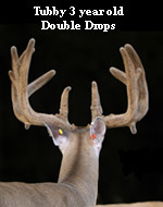 Double Drop Tine 3 Year Old