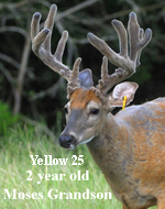 Yellow 25 - 2 Year old Moses Grandson