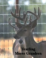 Yearling Moses Grandson